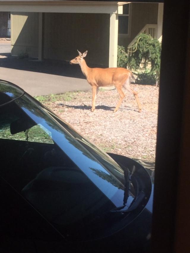 Deer in the Driveway