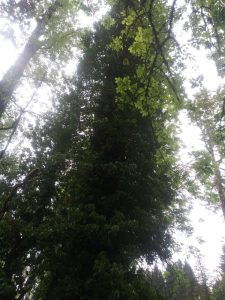 Jurassic Ivy Tree